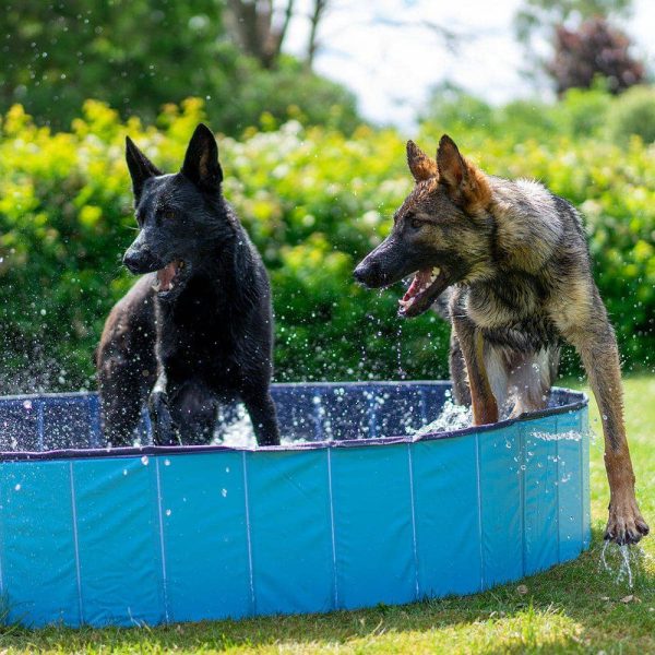 Hund Pool - Bild 3