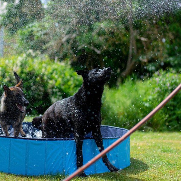 Hund Pool - Bild 4